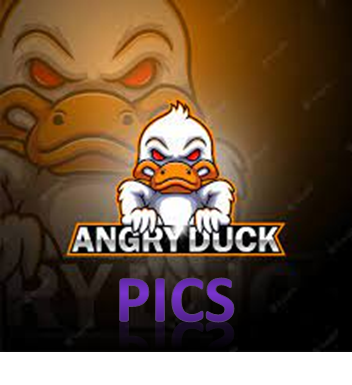 angry duck funny pics