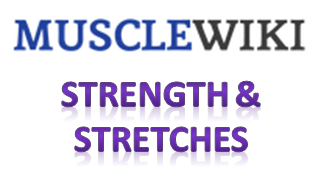 wiki muscle strength stretch